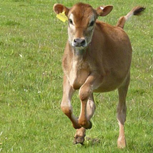 Fishers Mobile farm - Spring!